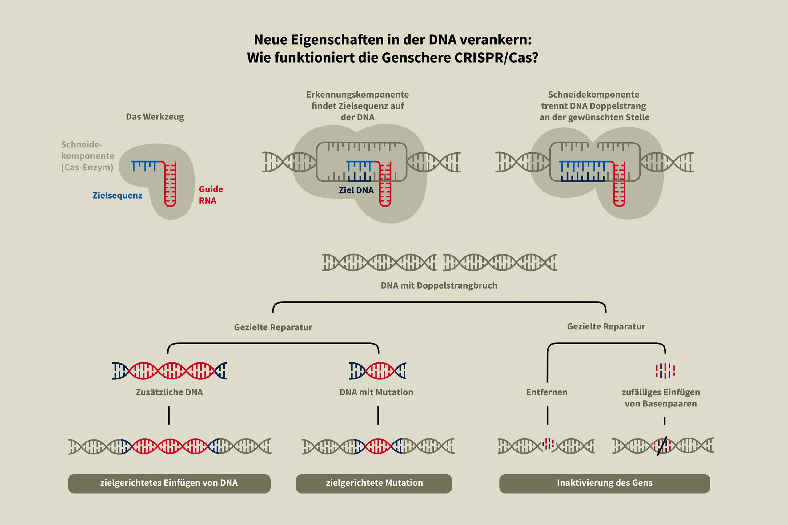 gentechnik_grafiken_neu4_groß